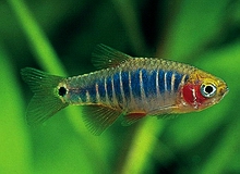 Rasbora_CrossbandedDwarf_Rasbora_Thumb.jpg