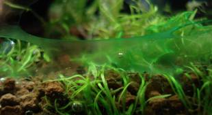 types of algae in planted aquarium